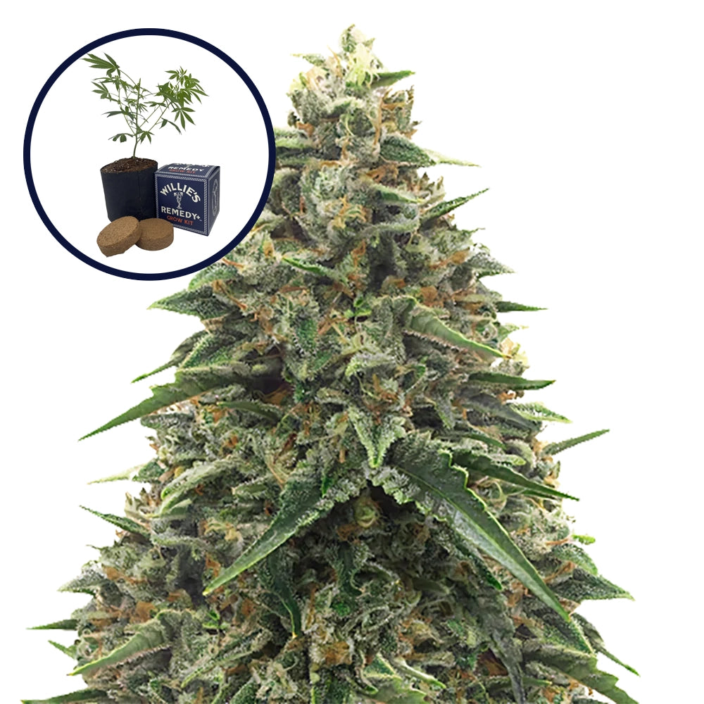 Shiatsu Kush Grow Kit