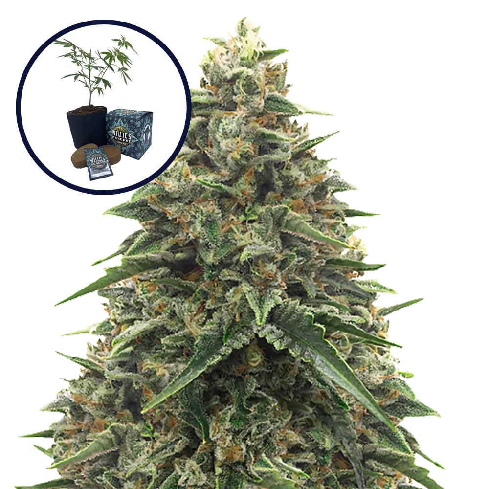 Shiatsu Kush High Yield Grow Kit