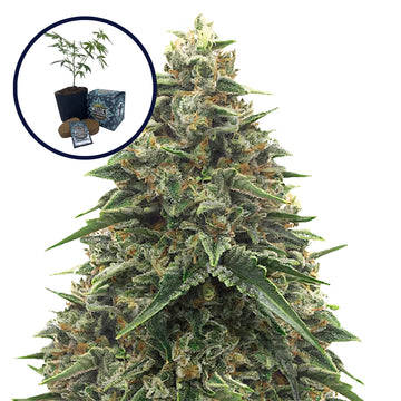 Shiatsu Kush High Yield Grow Kit