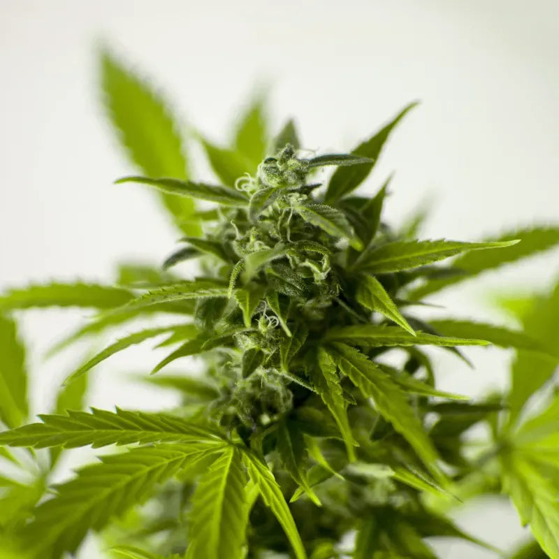 Skunk 1