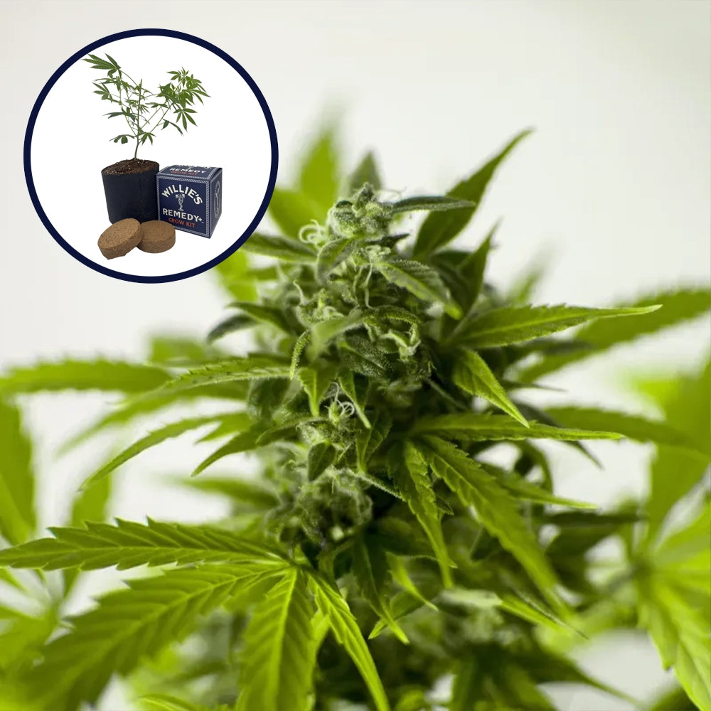 Skunk 1 Grow Kit