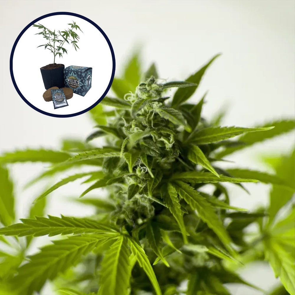 Skunk 1 High Yield Grow Kit