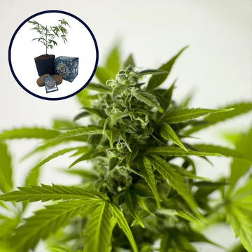 Skunk 1 High Yield Grow Kit
