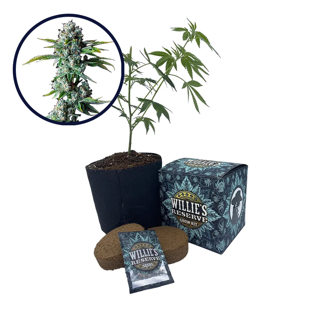 Skywalker OG Strain High Yield Grow Kit
