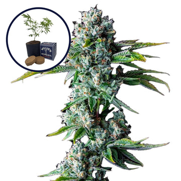Skywalker OG Grow Kit