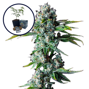 Skywalker OG High Yield Grow Kit