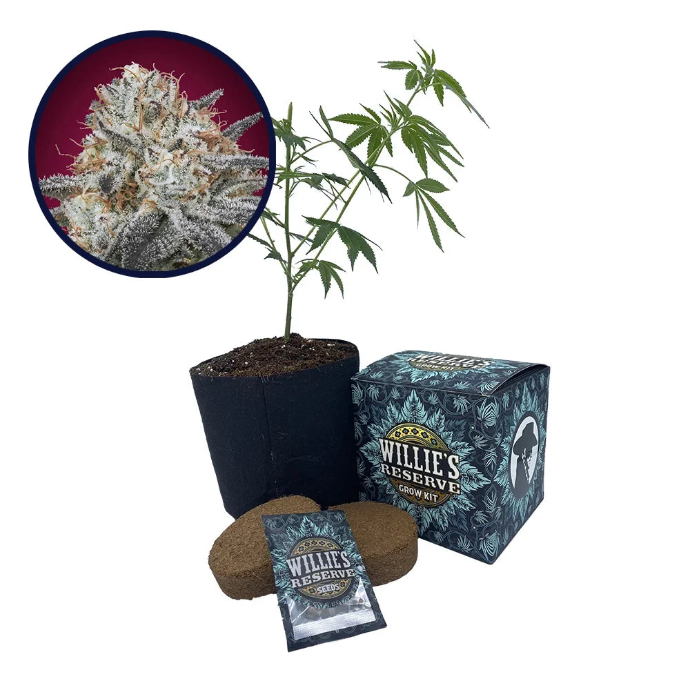 Slurricane Strain High Yield Grow Kit