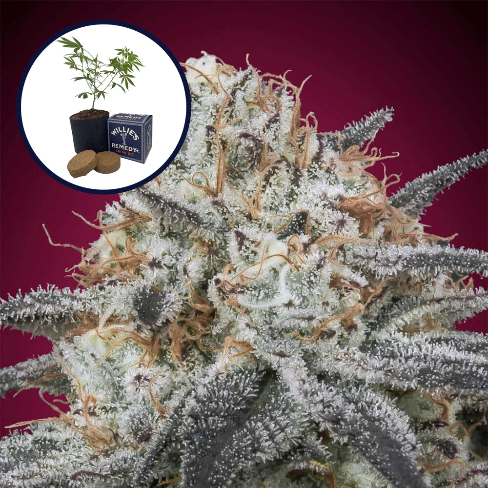Slurricane Grow Kit