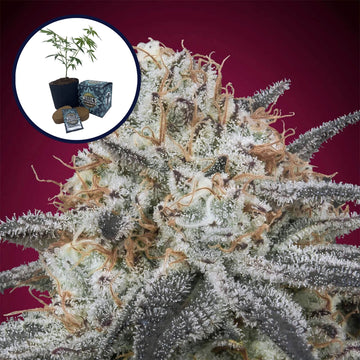 Slurricane High Yield Grow Kit