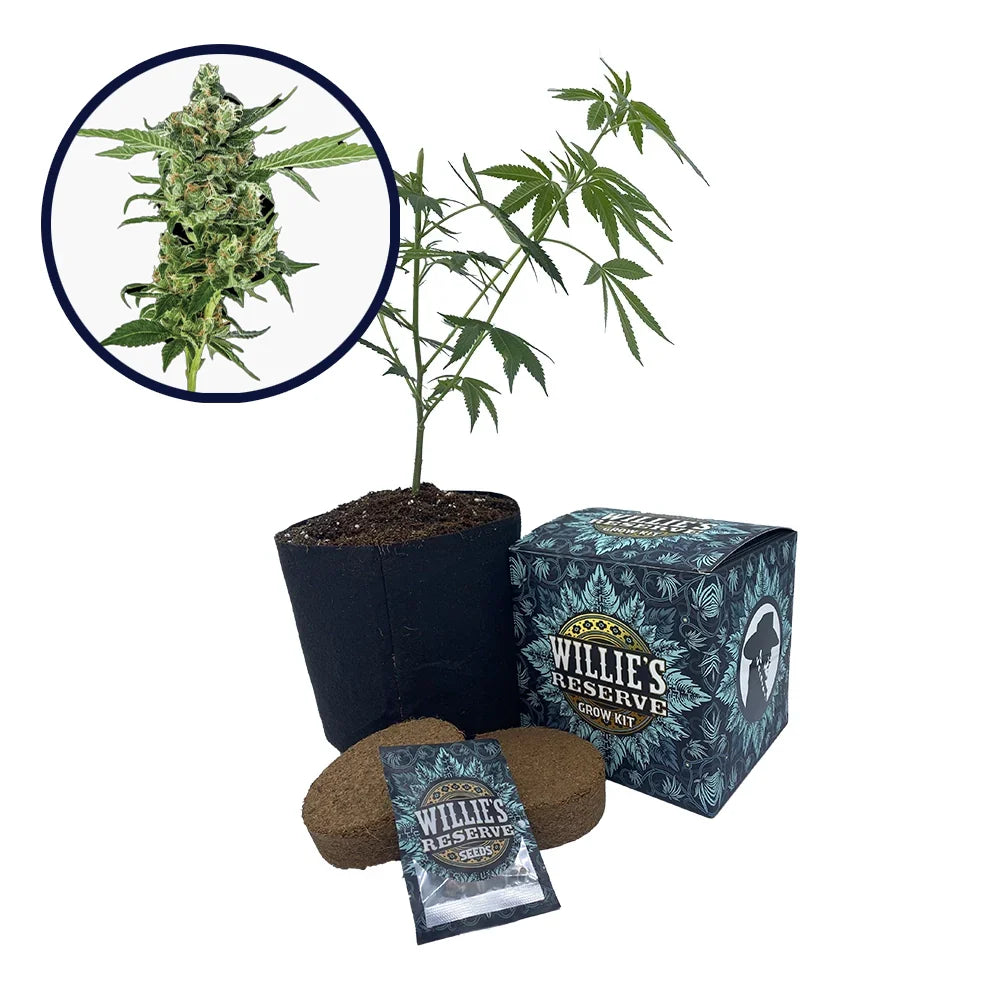 Sour Diesel Strain High Yield Grow Kit