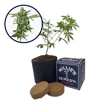 Sour Diesel Strain Grow Kit