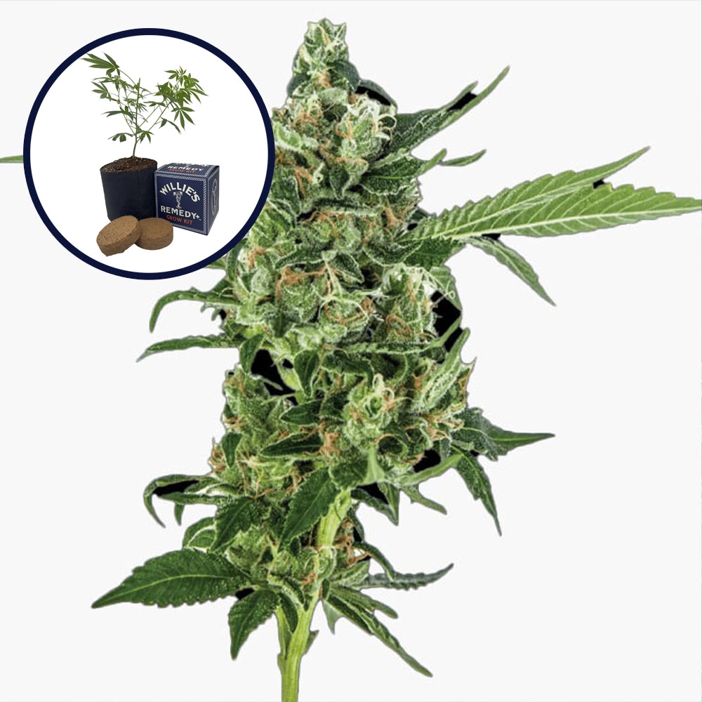 Sour Diesel Grow Kit