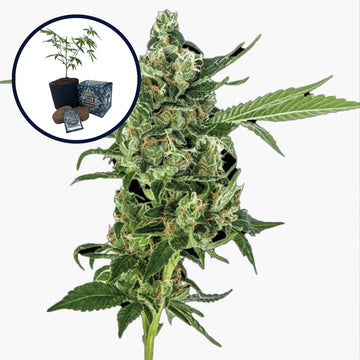 Sour Diesel High Yield Grow Kit