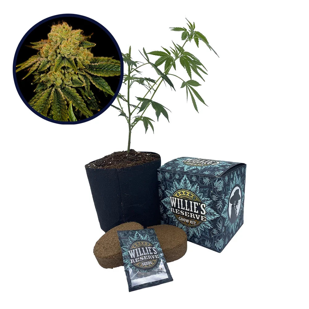 Space Cake Strain High Yield Grow Kit