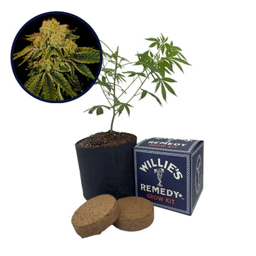 Space Cake Strain Grow Kit