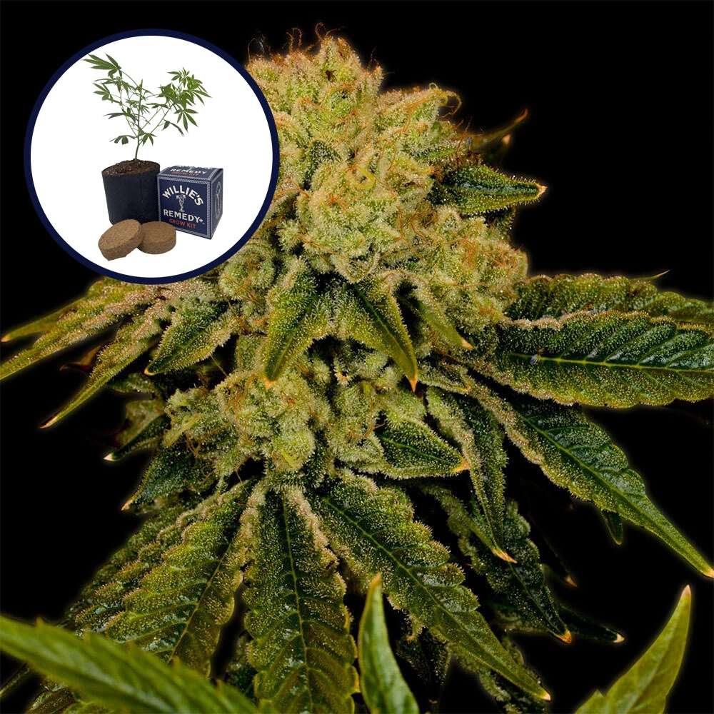 Space Cake Grow Kit