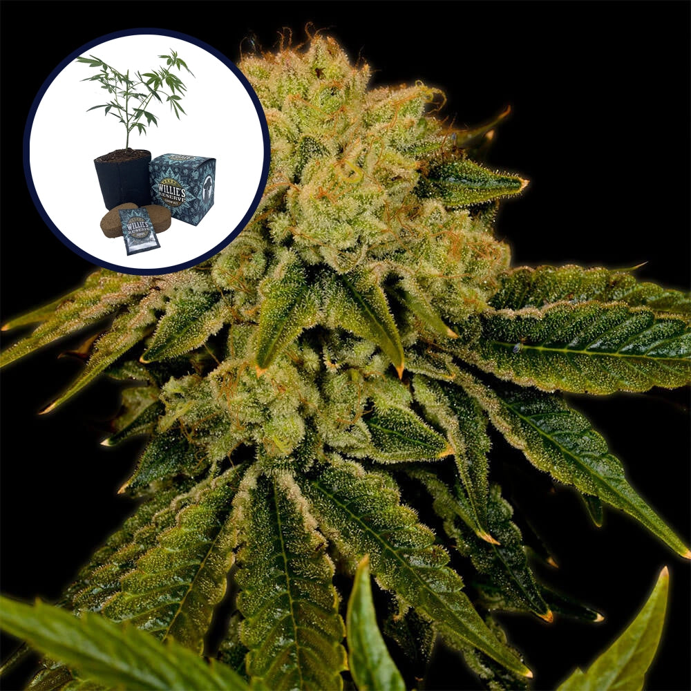 Space Cake High Yield Grow Kit