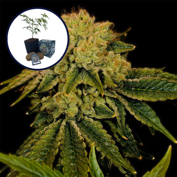 Space Cake High Yield Grow Kit