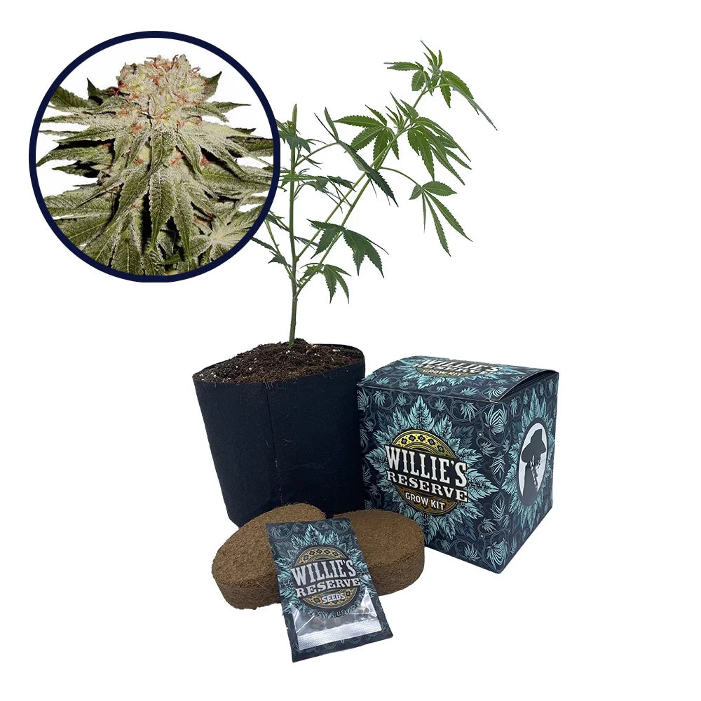 Stardawg Strain High Yield Grow Kit