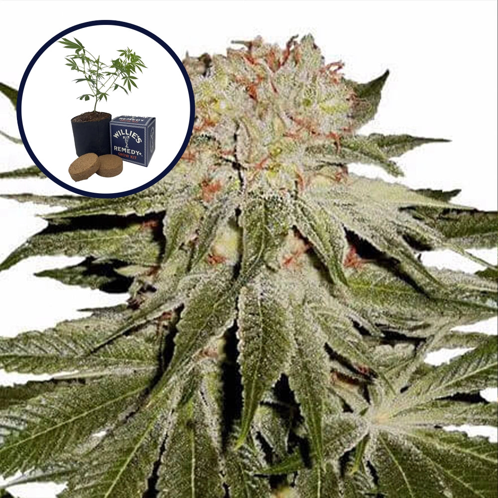 Stardawg Grow Kit