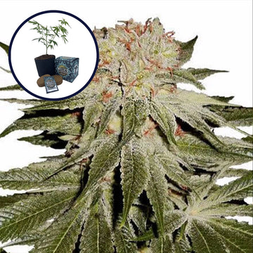 Stardawg High Yield Grow Kit