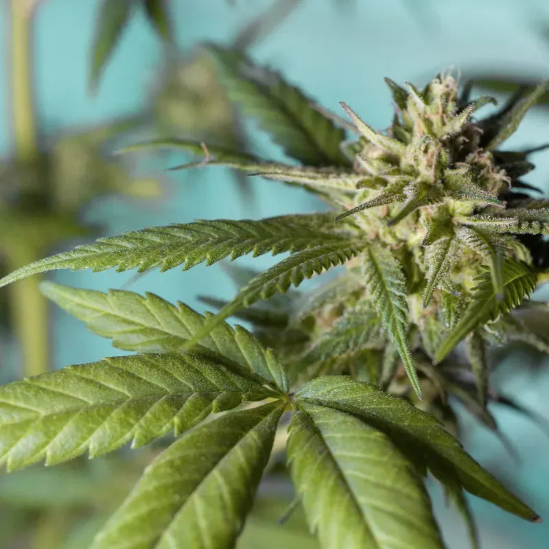 Strawberry Banana Auto