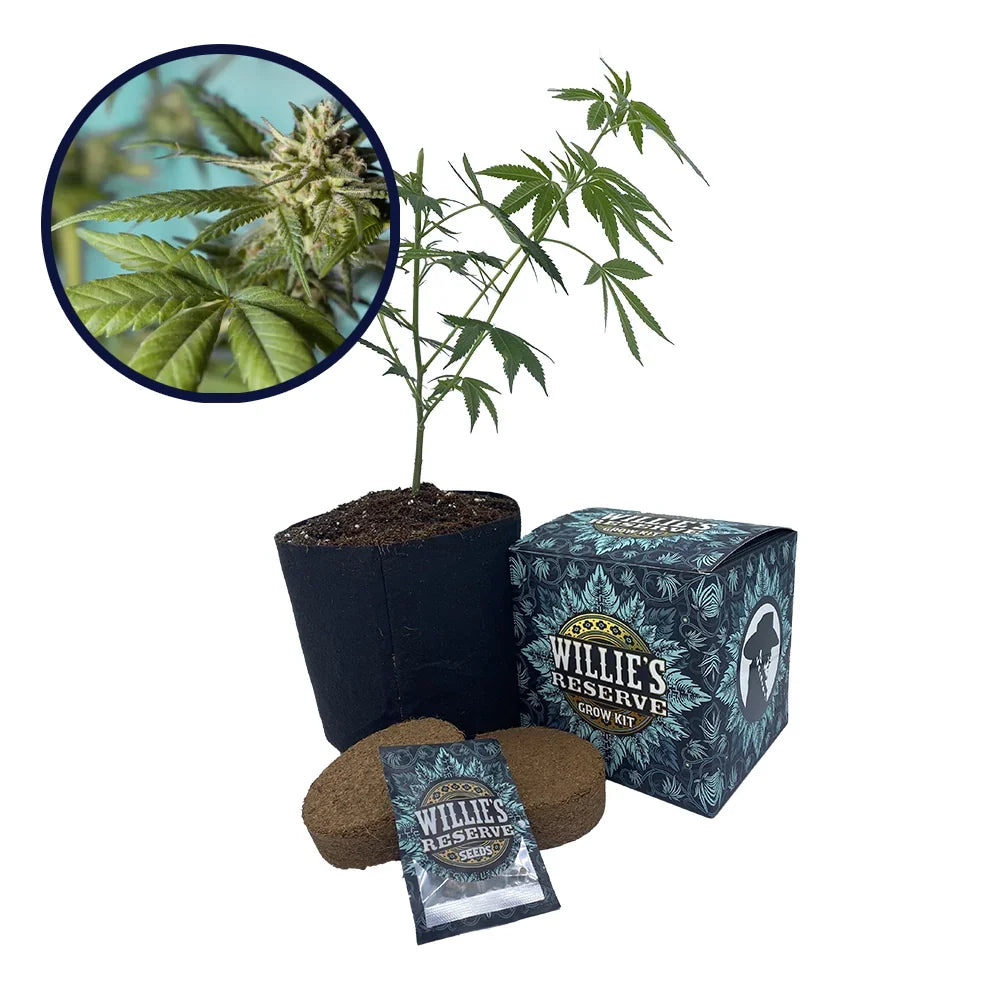 Strawberry Banana Strain High Yield Grow Kit