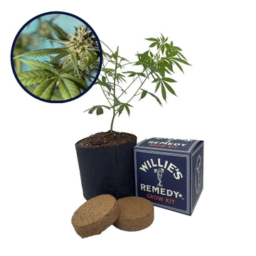 Strawberry Banana Strain Grow Kit