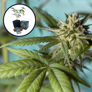 Strawberry Banana High Yield Grow Kit