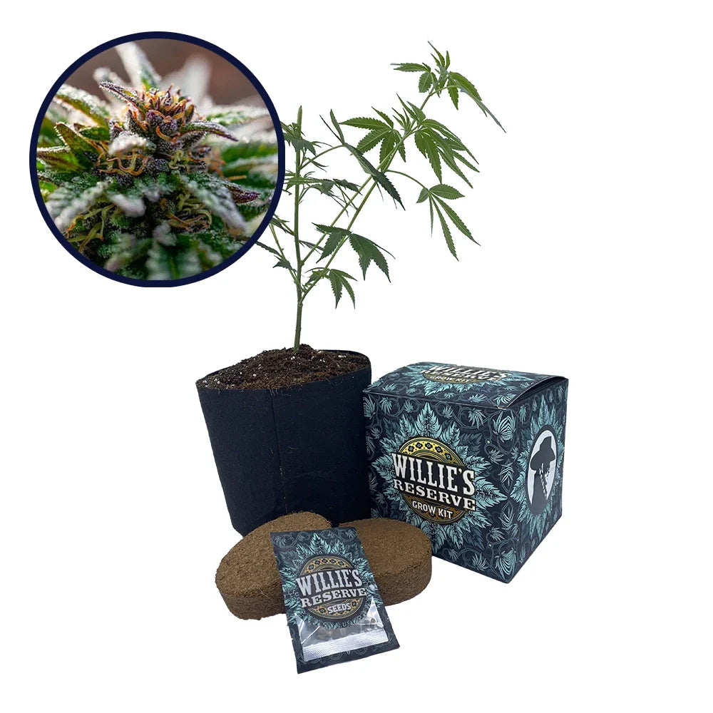 Strawberry Cough Strain High Yield Grow Kit