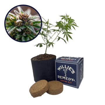 Strawberry Cough Strain Grow Kit