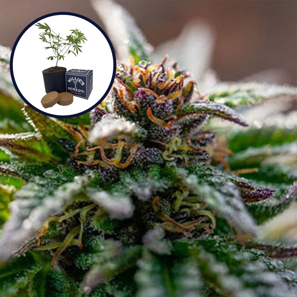 Strawberry Cough Grow Kit