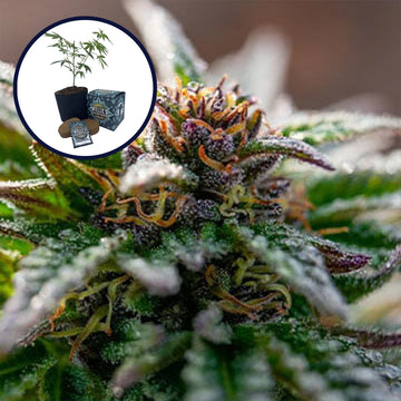 Strawberry Cough High Yield Grow Kit