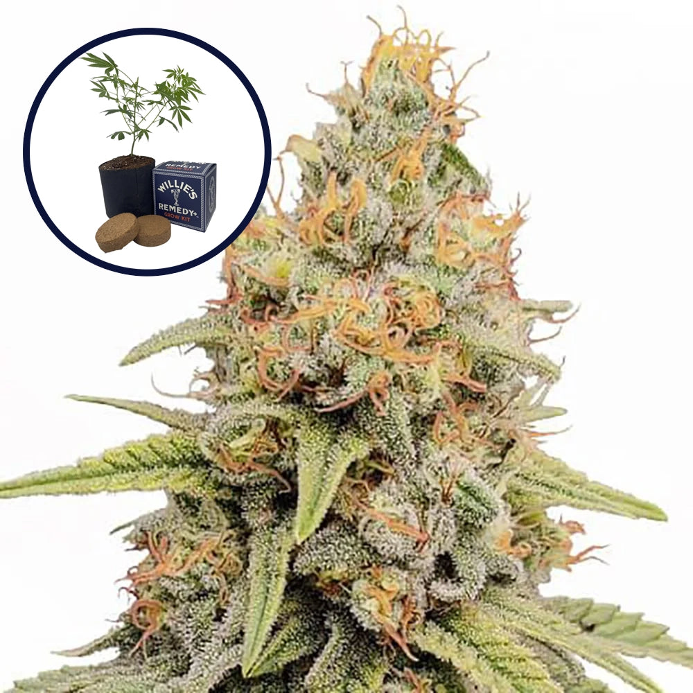 Strawberry Kush Grow Kit