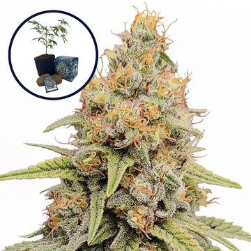 Strawberry Kush High Yield Grow Kit