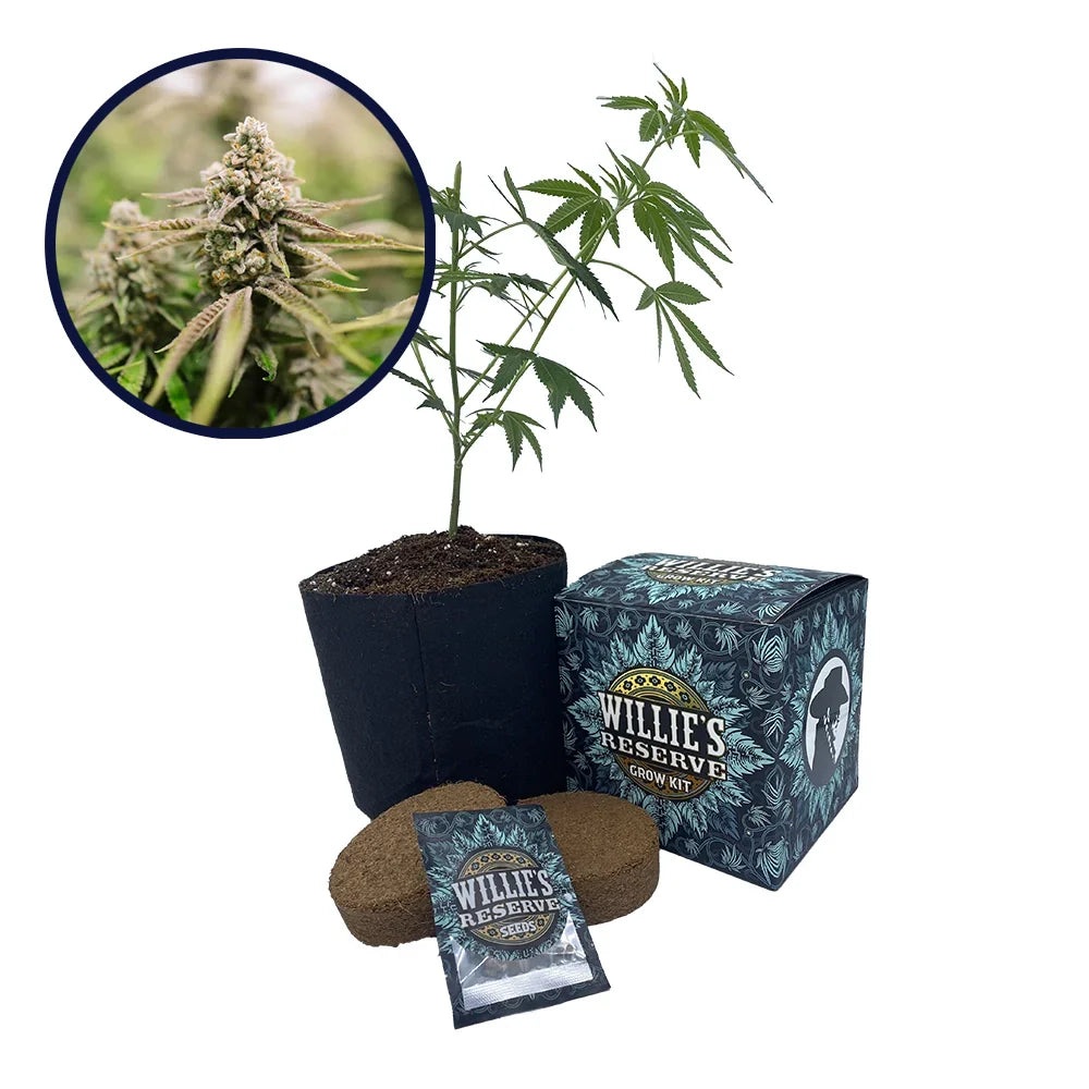 Strawberry Lemonade Strain High Yield Grow Kit