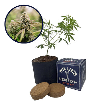Strawberry Lemonade Strain Grow Kit