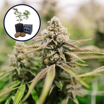 Strawberry Lemonade Grow Kit