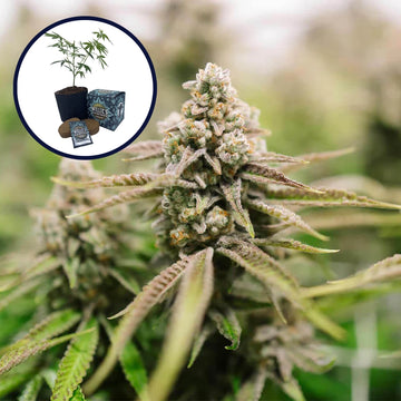 Strawberry Lemonade High Yield Grow Kit