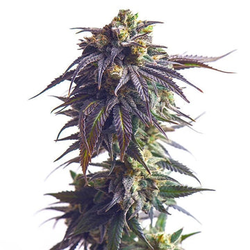Sundae Driver Auto