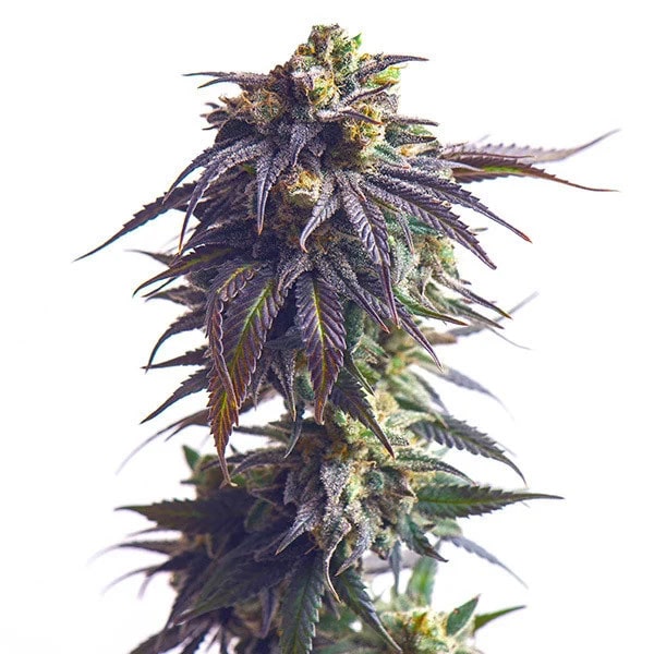 Sundae Driver Auto
