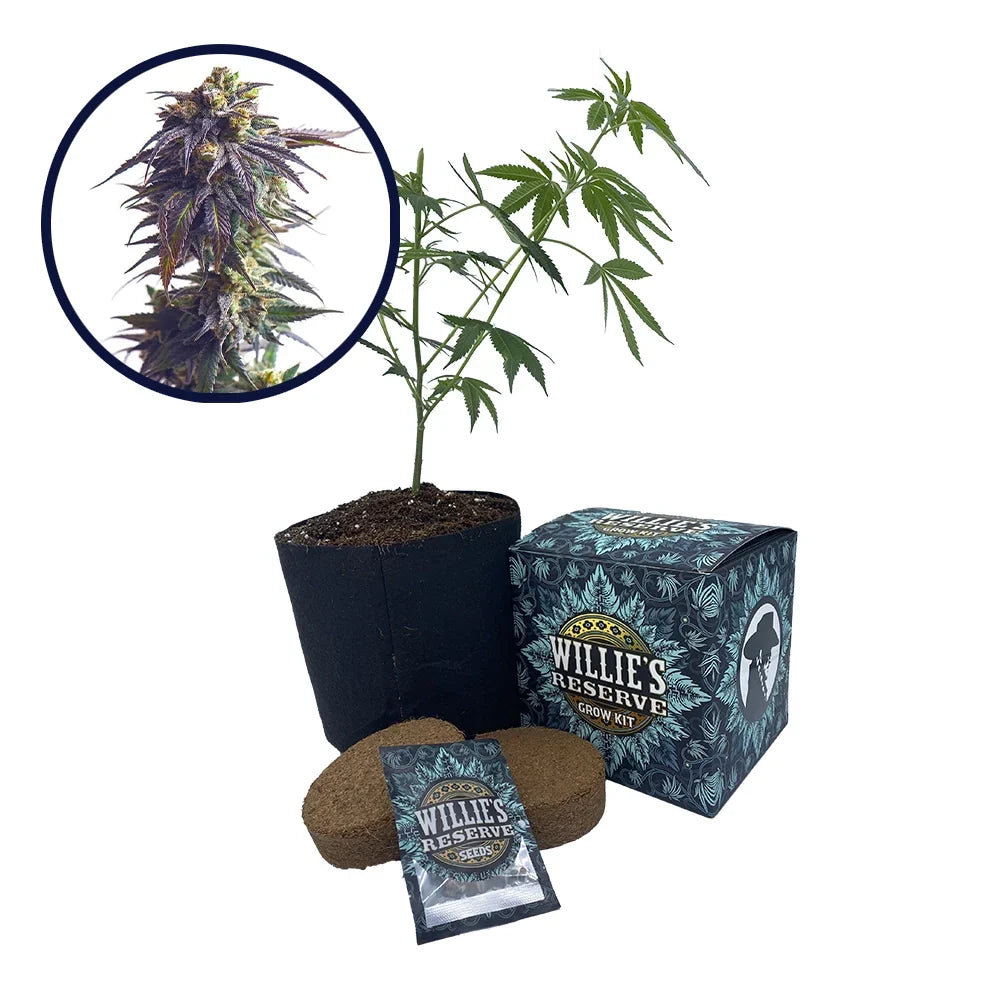 Sundae Driver Strain High Yield Grow Kit