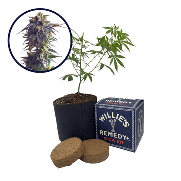 Sundae Driver Strain Grow Kit