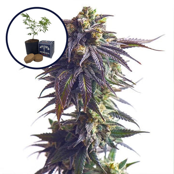 Sundae Driver Grow Kit