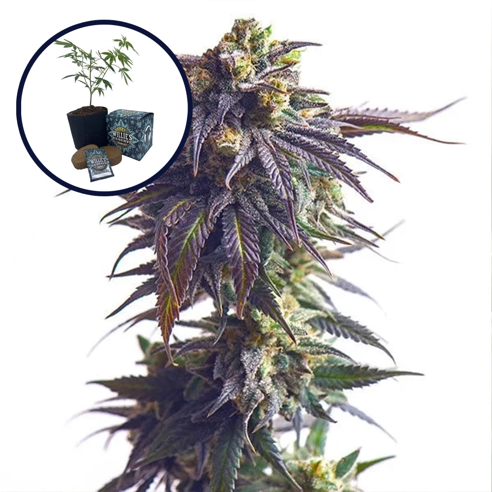 Sundae Driver High Yield Grow Kit