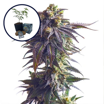 Sundae Driver High Yield Grow Kit