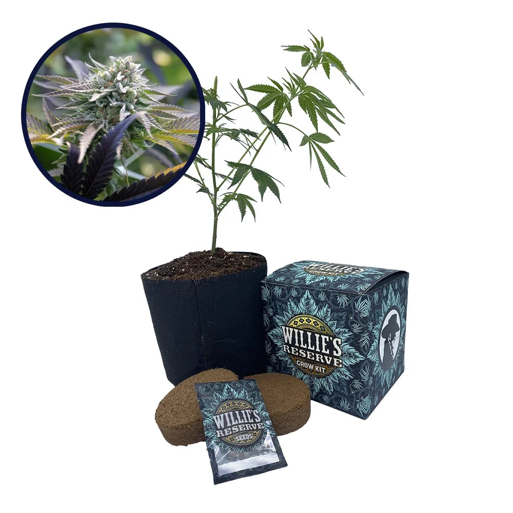 Sunset Sherbet Strain High Yield Grow Kit