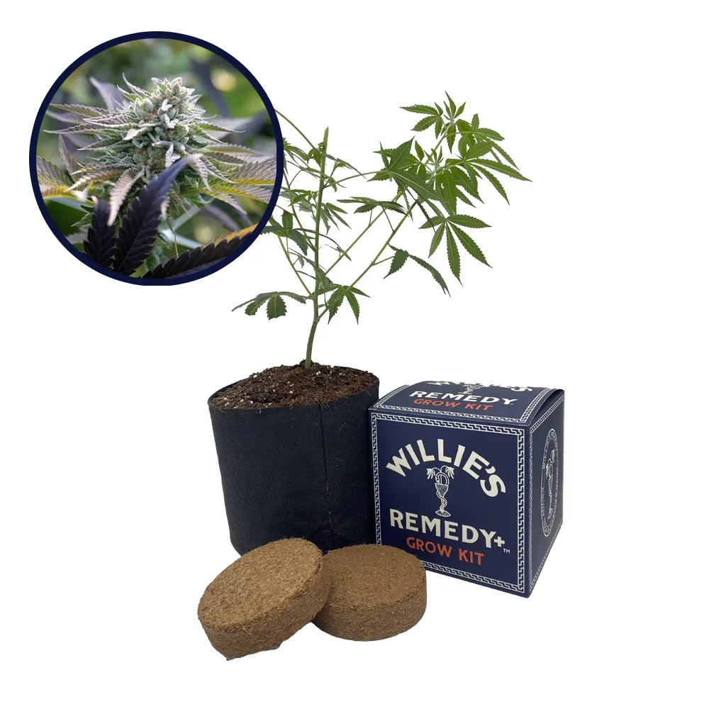 Sunset Sherbet Strain Grow Kit
