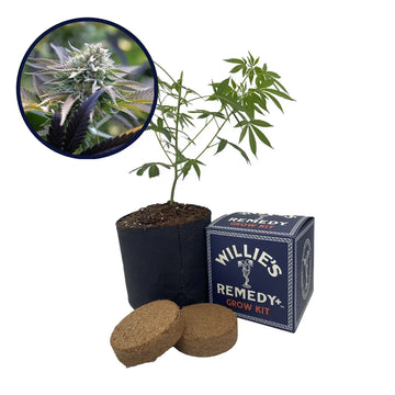 Sunset Sherbet Strain Grow Kit