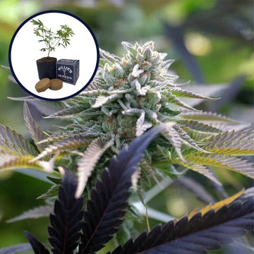 Sunset Sherbet Grow Kit